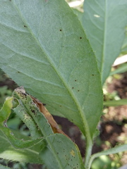 Cirsium arvense vestitum