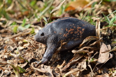 Rhinophrynus dorsalis