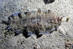 Soleichthys microcephalus