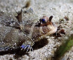 Soleichthys microcephalus