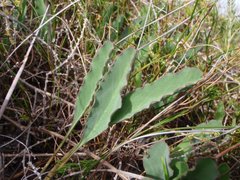 Euphorbia tuberosa