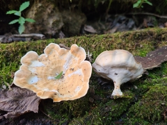 Microporellus obovatus
