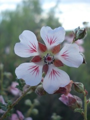 Anisodontea