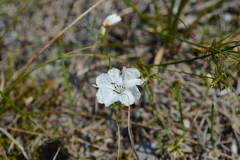 Stylisma pickeringii pickeringii