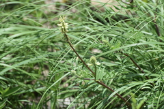 Astragalus strigulosus