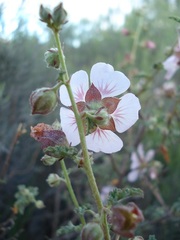 Anisodontea