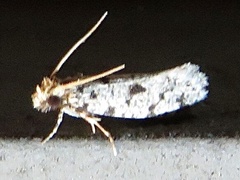 Amydria margoriella