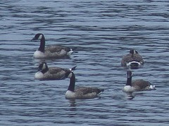 Branta canadensis maxima