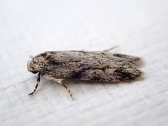 Stenoptena icmaea