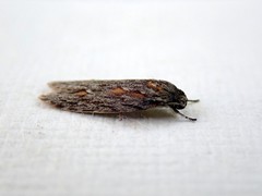 Phylomictis sarcinopa