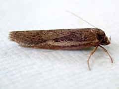 Periallactis monostropha
