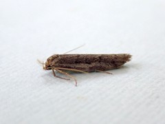 Periallactis monostropha