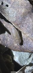 Opisthoplatia