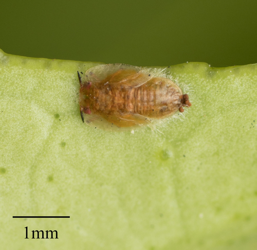 Asian Citrus Psyllid photo 5