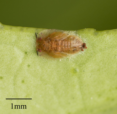 Diaphorina citri