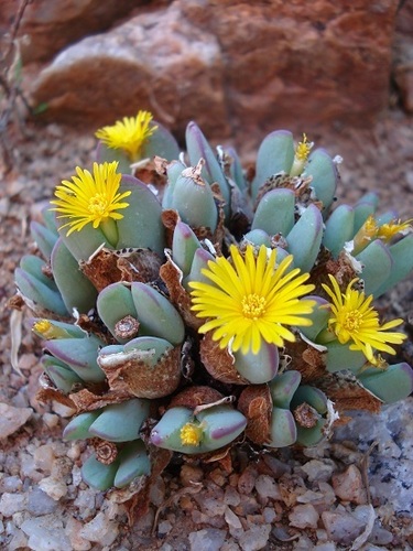 Mesembryanthemum bilobum Marloth 2