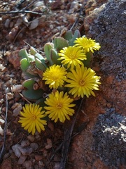 Conophytum bilobum