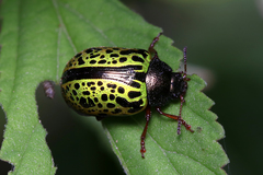 Calligrapha pantherina
