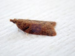 Constrictana constrictana