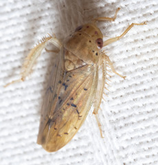 Ponana quadralaba