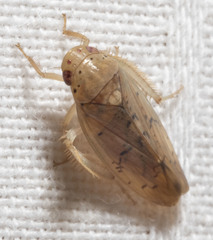 Ponana quadralaba