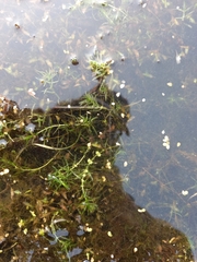 Callitriche hermaphroditica