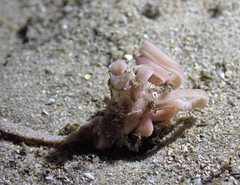 Baseodiscus delineatus