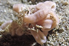 Baseodiscus delineatus