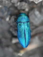 Chrysophana placida