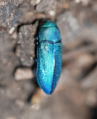 Chrysophana placida