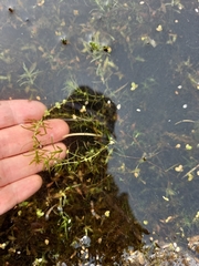 Callitriche hermaphroditica