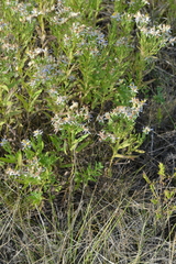 Galatella sedifolia