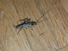 Scutigera coleoptrata