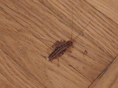 Scutigera coleoptrata