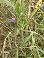 Lathyrus palustris pilosus