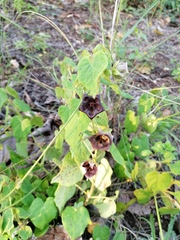 Dictyanthus reticulatus
