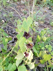 Dictyanthus reticulatus