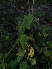 Dictyanthus reticulatus