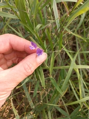 Lathyrus palustris pilosus
