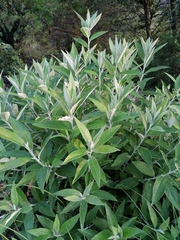 Buddleja salviifolia