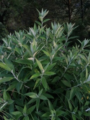 Buddleja salviifolia