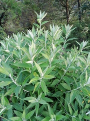 Buddleja salviifolia