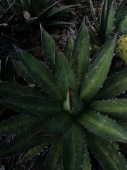 Agave obscura