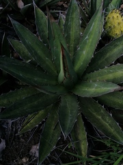 Agave obscura