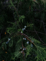 Juniperus poblana