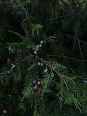 Juniperus poblana
