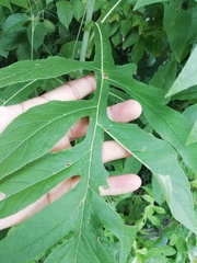 Tracheophyta