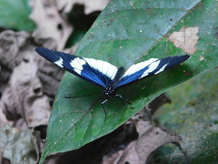 Heliconius eleuchia primularis