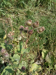 Arctium × ambiguum