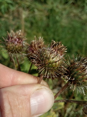 Arctium × ambiguum